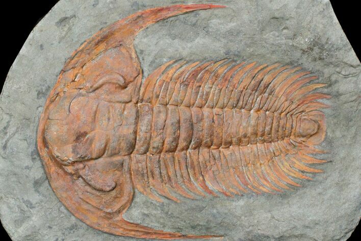 Cambrian Trilobite (Acadoparadoxides) - Tinjdad, Morocco #170760